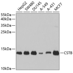 CSTB Rabbit pAb