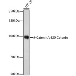 δ-Catenin/p120 Catenin Rabbit pAb