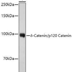 δ-Catenin/p120 Catenin Rabbit pAb