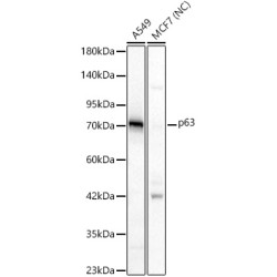 p63 Rabbit pAb