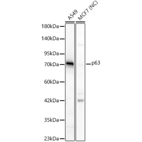 p63 Rabbit pAb