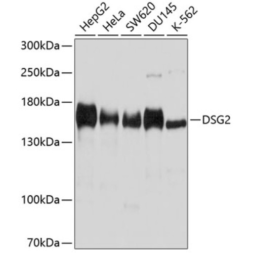DSG2 Rabbit pAb