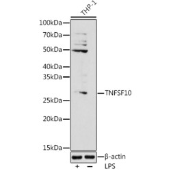 TNFSF10 Rabbit pAb