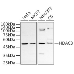 HDAC3 Rabbit pAb