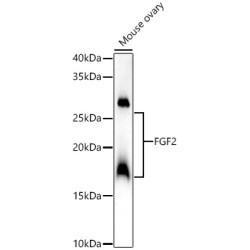 FGF2 Rabbit pAb