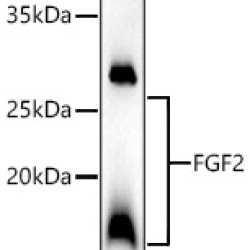 FGF2 Rabbit pAb