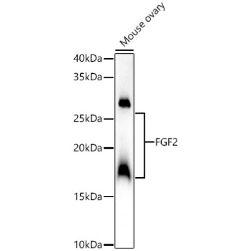 FGF2 Rabbit pAb