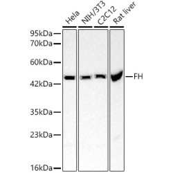 [KO Validated] FH Rabbit pAb