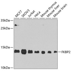 FKBP2 Rabbit pAb