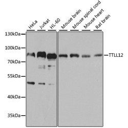 TTLL12 Rabbit pAb