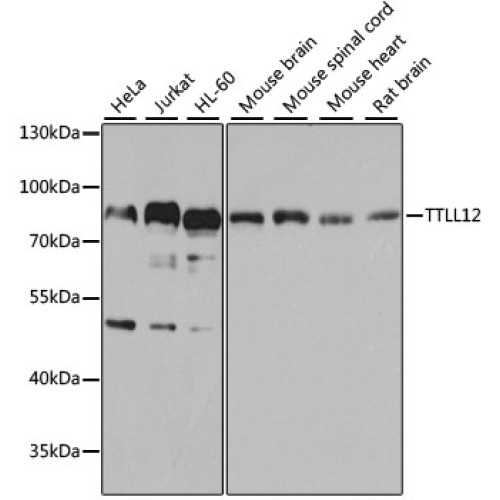 TTLL12 Rabbit pAb
