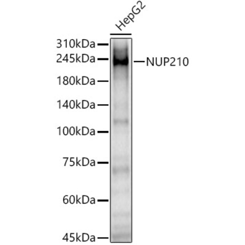 NUP210 Rabbit pAb