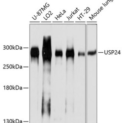 USP24 Rabbit pAb