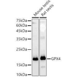 [KD Validated] GPX4 Rabbit pAb