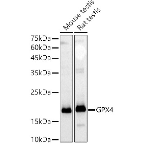 [KD Validated] GPX4 Rabbit pAb