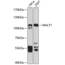 MALT1 Rabbit pAb