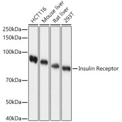 Insulin Receptor Rabbit pAb