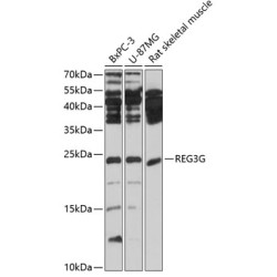 REG3G Rabbit pAb