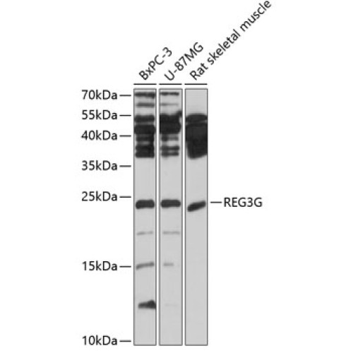 REG3G Rabbit pAb