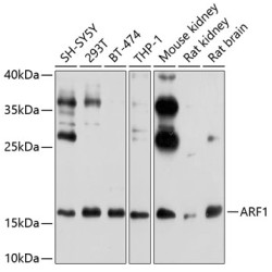 ARF1 Rabbit pAb