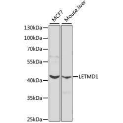 LETMD1 Rabbit pAb