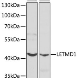 LETMD1 Rabbit pAb