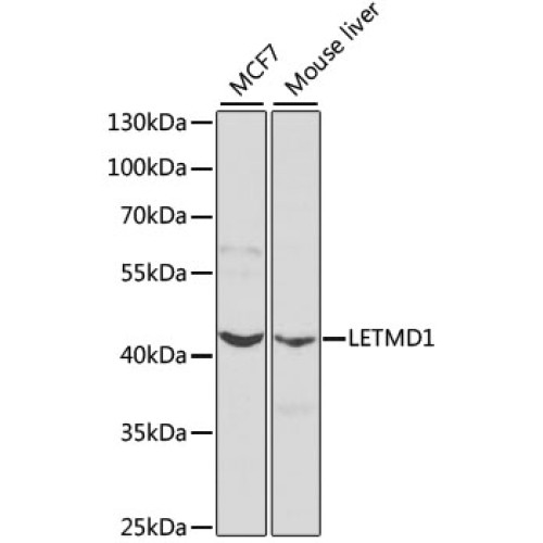 LETMD1 Rabbit pAb