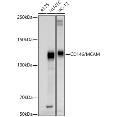 CD146/MCAM Rabbit pAb