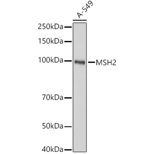[KO Validated] MSH2 Rabbit pAb