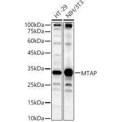 MTAP Rabbit pAb