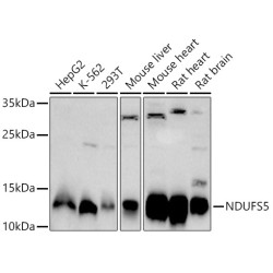 NDUFS5 Rabbit pAb