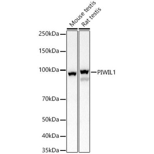 PIWIL1 Rabbit pAb
