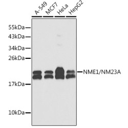 NME1/NM23A Rabbit pAb