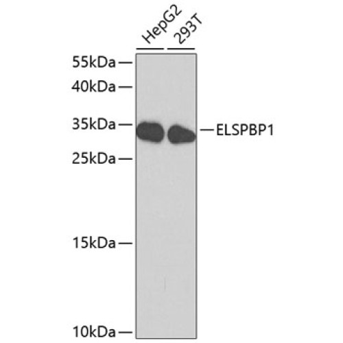 ELSPBP1 Rabbit pAb