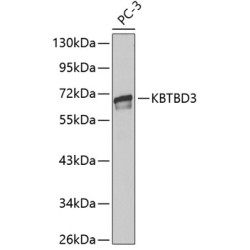 KBTBD3 Rabbit pAb