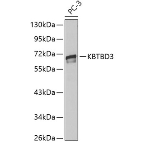 KBTBD3 Rabbit pAb