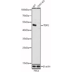 [KO Validated] TDP2 Rabbit pAb