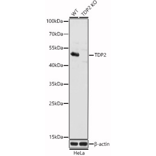 [KO Validated] TDP2 Rabbit pAb