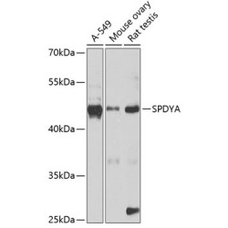 SPDYA Rabbit pAb