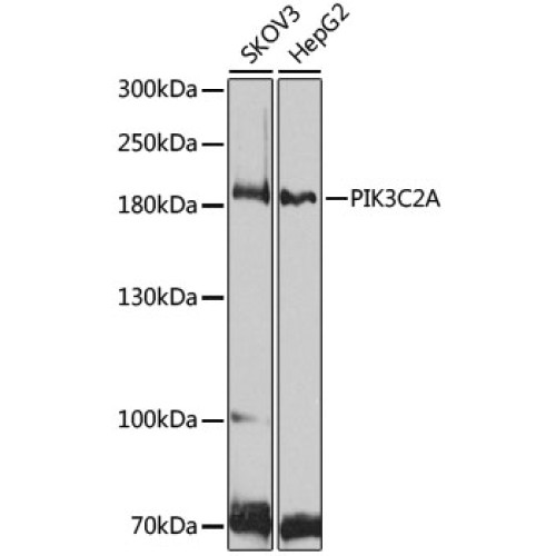 PIK3C2A Rabbit pAb