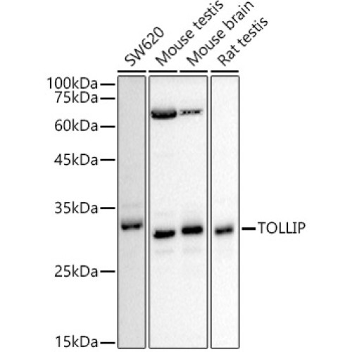 [KD Validated] TOLLIP Rabbit pAb