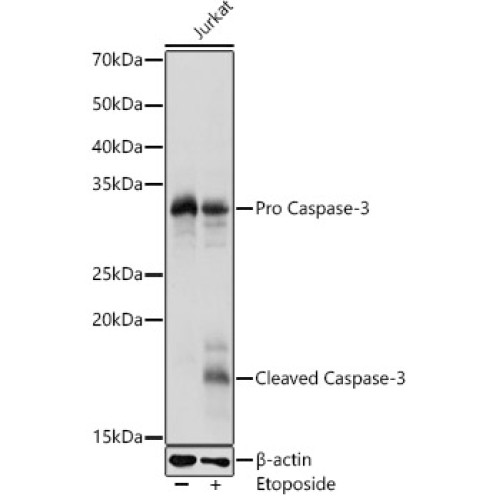 Caspase-3 Rabbit pAb