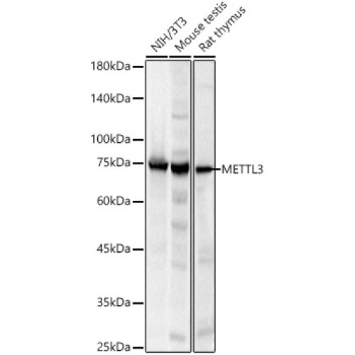 METTL3 Rabbit pAb