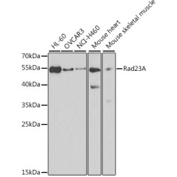 Rad23A Rabbit pAb
