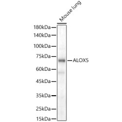 ALOX5 Rabbit pAb
