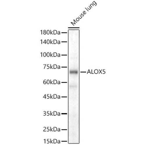 ALOX5 Rabbit pAb