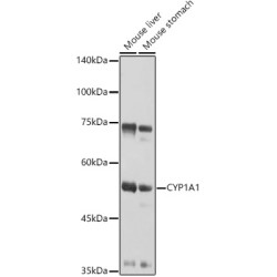 CYP1A1 Rabbit pAb