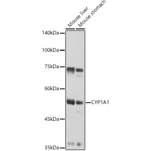 CYP1A1 Rabbit pAb