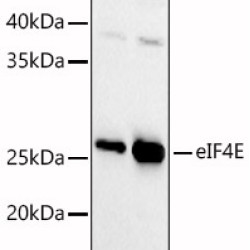 [KD Validated] eIF4E Rabbit pAb