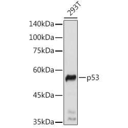 p53 Rabbit pAb